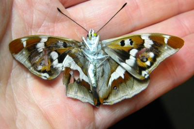 <i>Apatura iris</i>