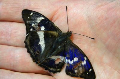 <i>Apatura iris</i>