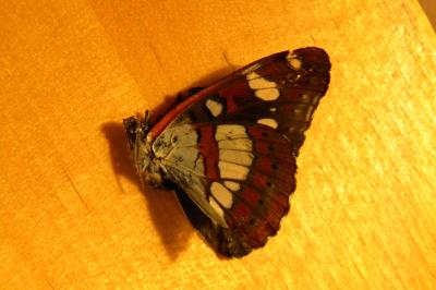 <i>Limenitis reducta</i>