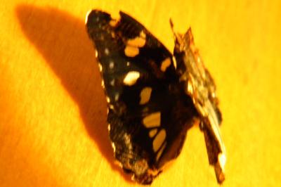 <i>Limenitis reducta</i>
