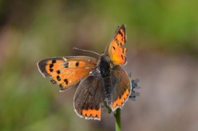 Lycaena phlaeas