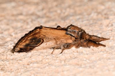 <i>Notodonta ziczac</i>