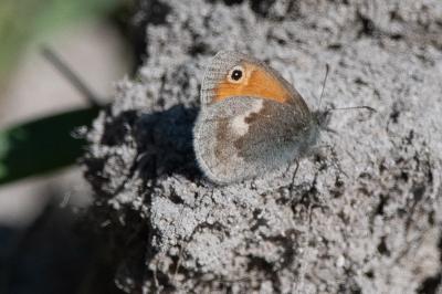 <i>Coenonympha pamphilus</i>