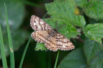 <i>Ematurga atomaria</i>