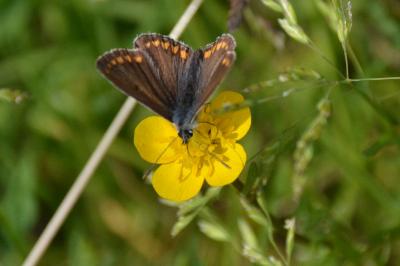 <i>Aricia agestis</i>