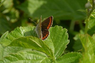 <i>Aricia agestis</i>