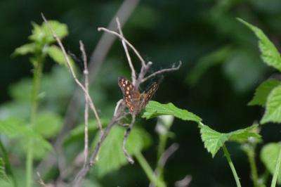 Pararge aegeria