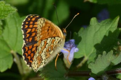 <i>Melitaea phoebe</i>