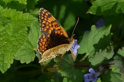 <i>Melitaea phoebe</i>