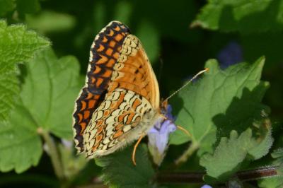 <i>Melitaea phoebe</i>
