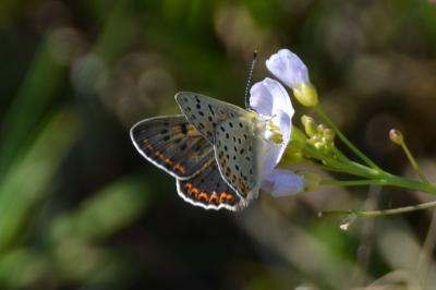 <i>Lycaena tityrus</i>