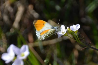 <i>Anthocharis cardamines</i>