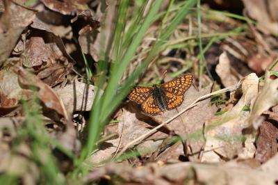 <i>Euphydryas aurinia</i>