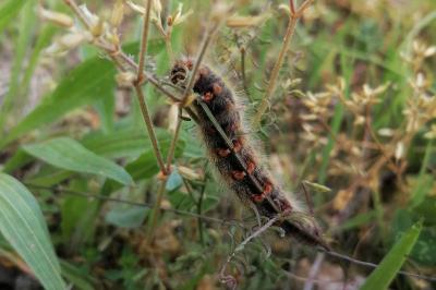 <i>Lasiocampa trifolii</i>