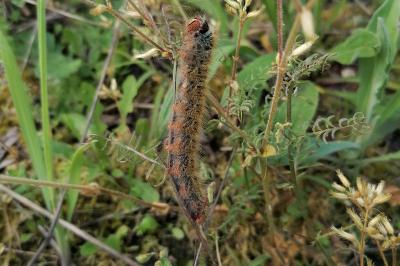 <i>Lasiocampa trifolii</i>