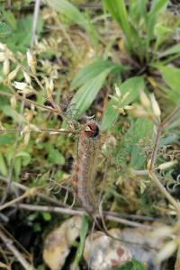 <i>Lasiocampa trifolii</i>