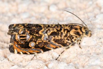 <i>Enarmonia formosana</i>