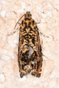 <i>Enarmonia formosana</i>