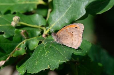 <i>Maniola jurtina</i>