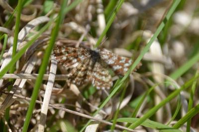 <i>Ematurga atomaria</i>