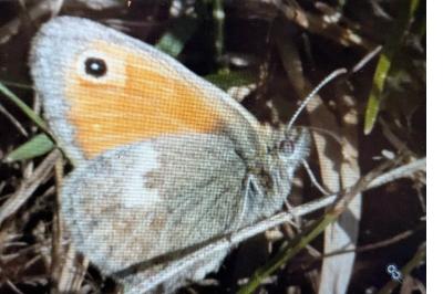 <i>Coenonympha pamphilus</i>
