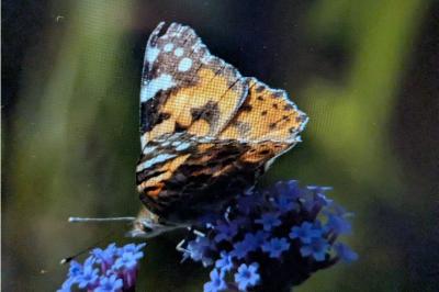 <i>Vanessa cardui</i>