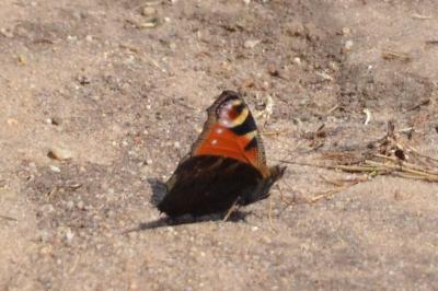 <i>Aglais io</i>