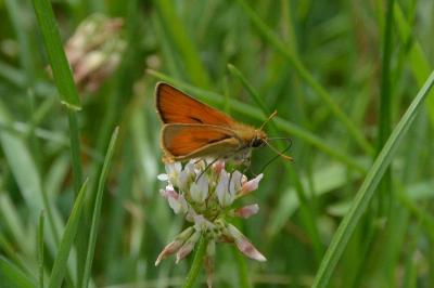 <i>Thymelicus sylvestris</i>