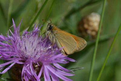 <i>Thymelicus sylvestris</i>