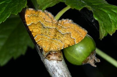 <i>Camptogramma bilineata</i>