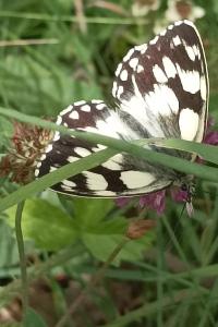 <i>Melanargia galathea</i>