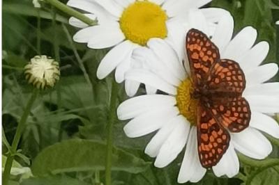 <i>Melitaea athalia</i>