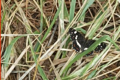 <i>Araschnia levana</i>