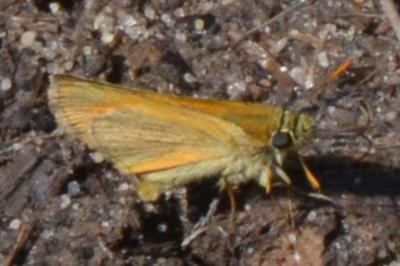 <i>Thymelicus sylvestris</i>
