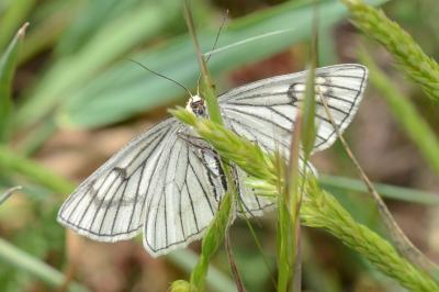 <i>Siona lineata</i>