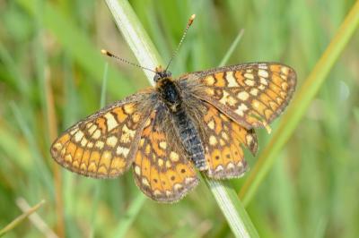 <i>Euphydryas aurinia</i>