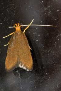 <i>Eurodachtha pallicornella</i>