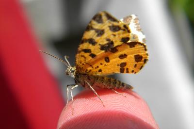 <i>Pseudopanthera macularia</i>