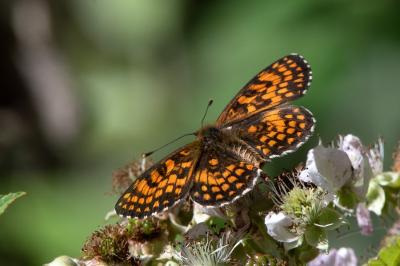 <i>Melitaea athalia</i>