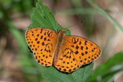 <i>Brenthis daphne</i>