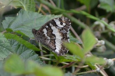 <i>Brintesia circe</i>
