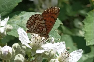 <i>Melitaea athalia</i>