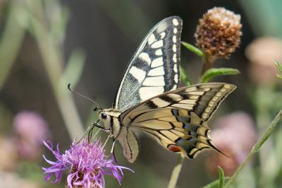 <i>Papilio machaon</i>