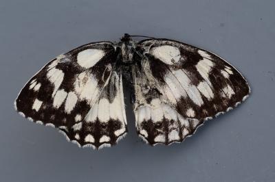 <i>Melanargia galathea</i>