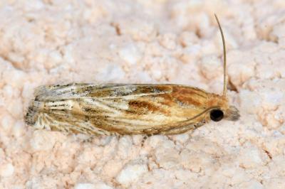 <i>Eucosma cana</i>