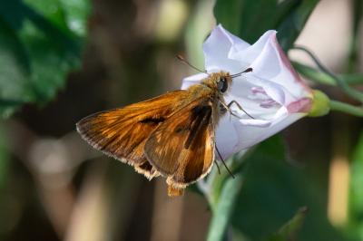 <i>Ochlodes sylvanus</i>