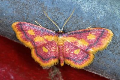 <i>Idaea muricata</i>
