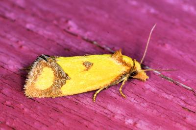 <i>Agapeta zoegana</i>