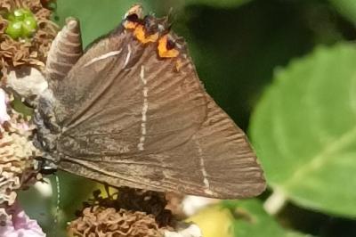 <i>Satyrium w-album</i>