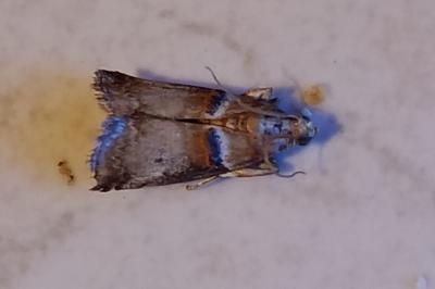 <i>Acrobasis tumidana</i>